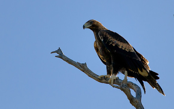 Bird of Prey