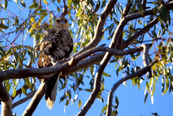 Little Eagle