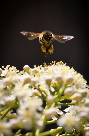 Bee-ware