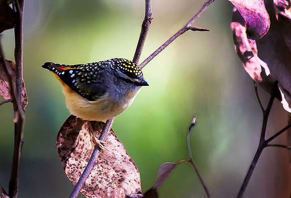 Spotted Pardalote
