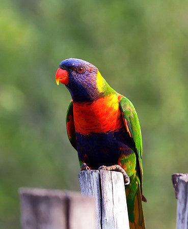 Fence Sitter