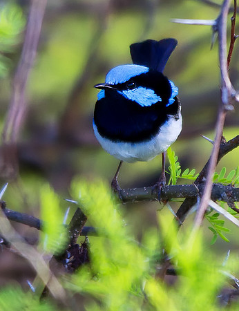 Blue Wren