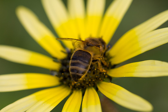 Flower Bee