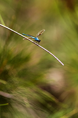 Dragon Fly