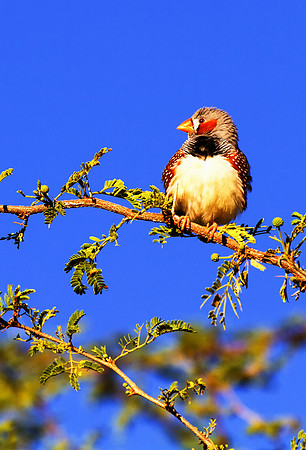 Zebra Finch