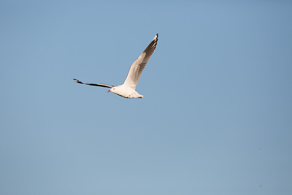 Soaring
