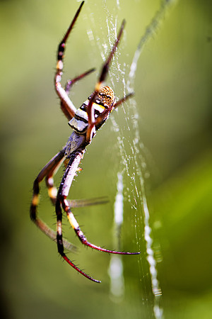 St Andrews Cross Spider side on