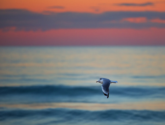 Gull