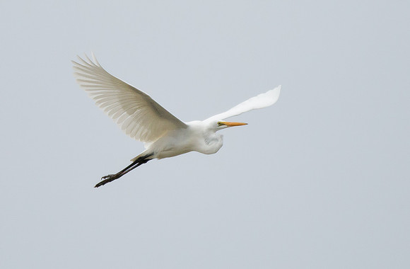Flaps Up