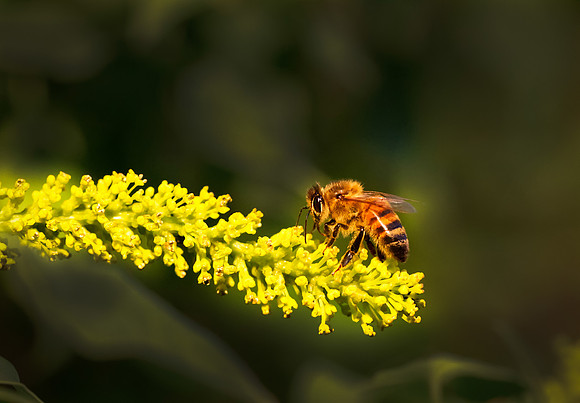 Do you like my Bee-hind