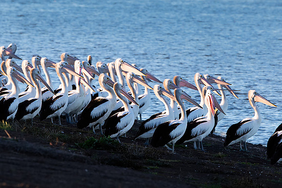 Pelicans