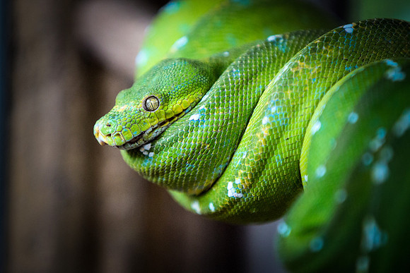 Green Tree Python