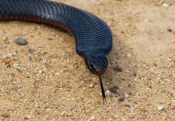 Red Belly Black Snake