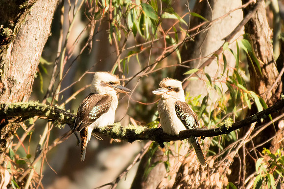 Kaputar Kookaburra's