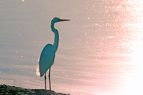 Great Egret