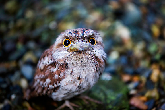 Tawny