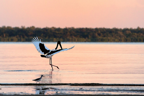 Morning Dance