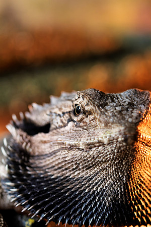 Bearded Dragon