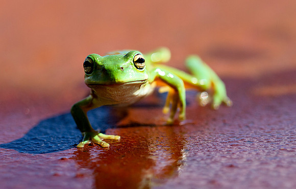 Kermit