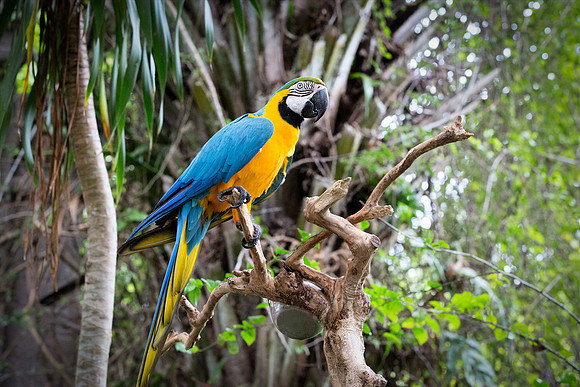 Blure and Gold Macaw