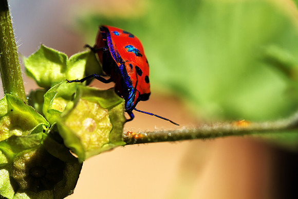 Colourfull