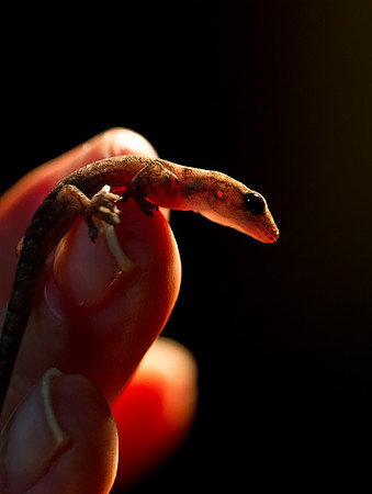 Newborn Gecko