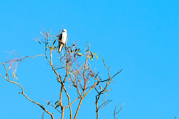 Black Shouldered Kite Hawk