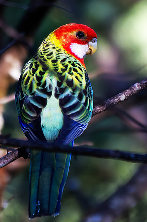 Eastern Rosella