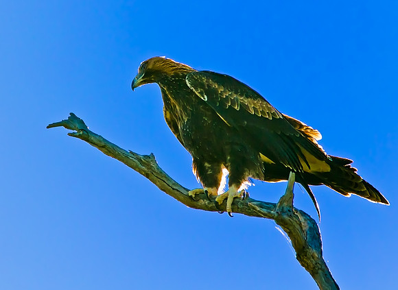 Wedge Tailed Eagle