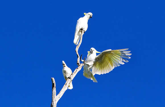 Crash Landing