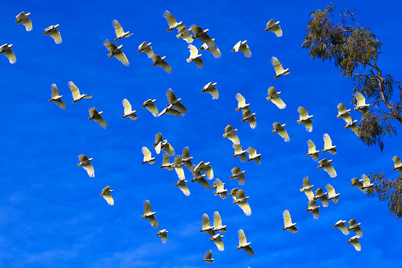 Cocky's in flight
