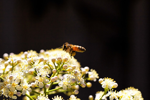 Bee on time