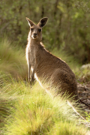 Kaputar Kangeroo 2