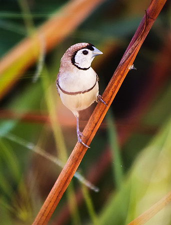 Double Bar Finch
