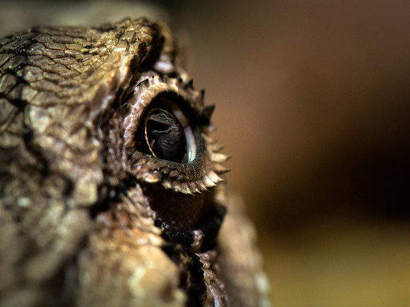 Eye of the dragon