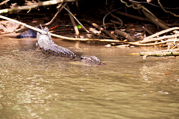 Saltwater Crocodile