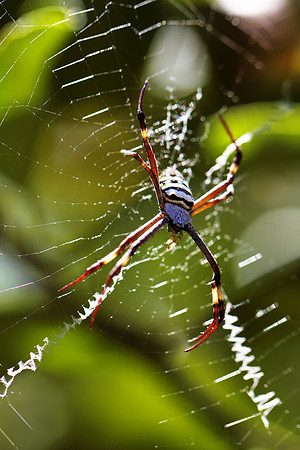 St Andrews Cross Spider