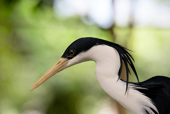 Heron