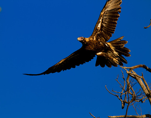 Wedge Tail Eagle in Flight