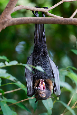 Flying Fox