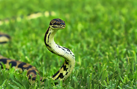 Snake in the grass