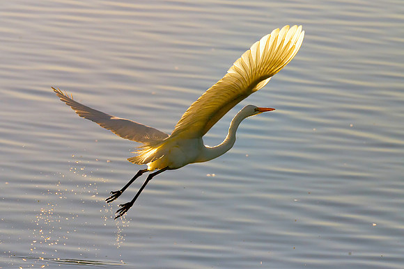 Flight