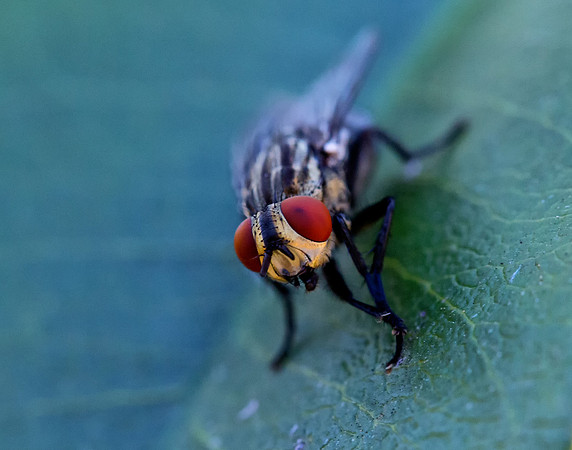 Bug Eyes