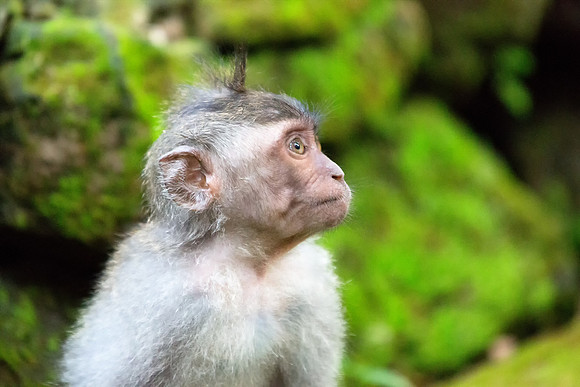 Lost Monkey