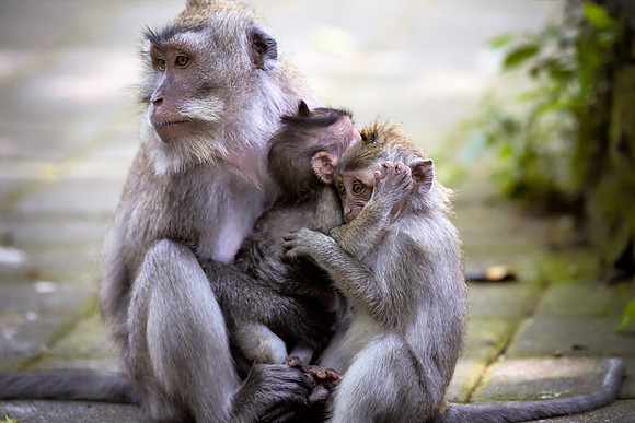 Scared Monkey