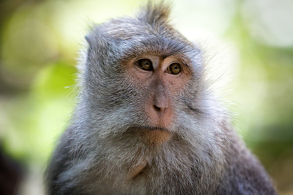 Daydreaming Monkey