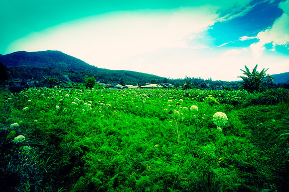 Village Field