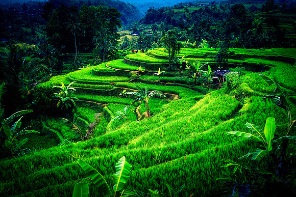 Bali Rice Fields