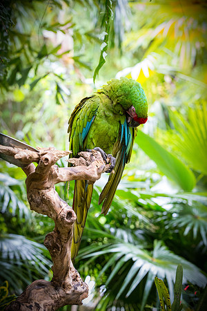 Red and Green Macaw