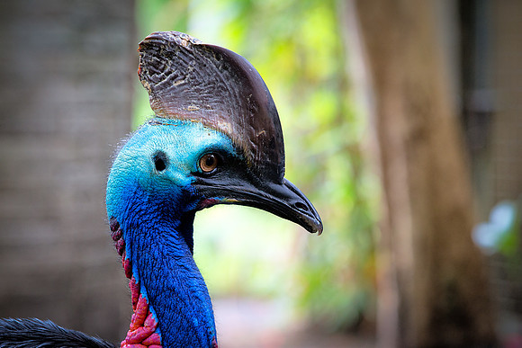 cassowary